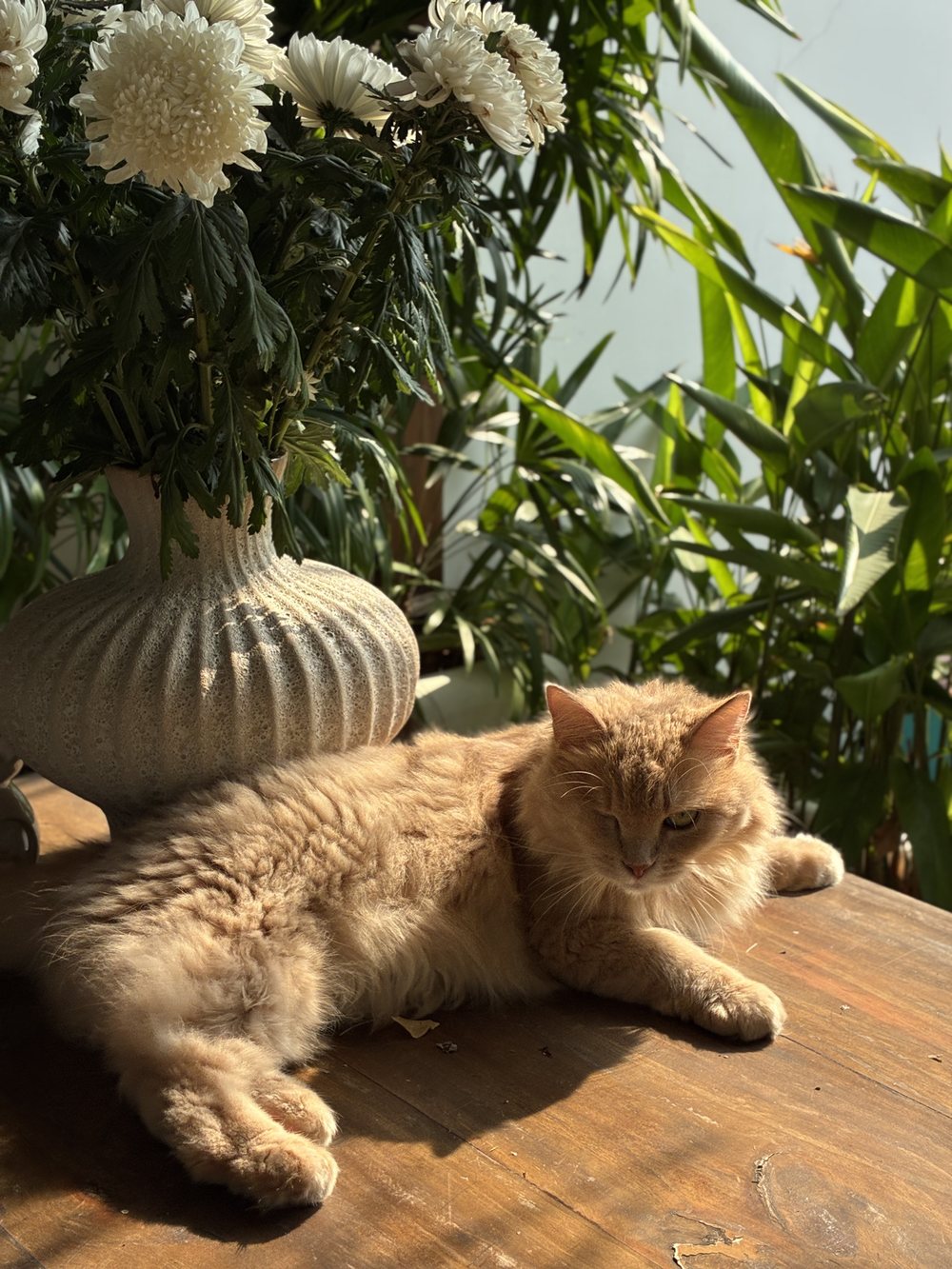 Кошка Мальва на деревянном столе